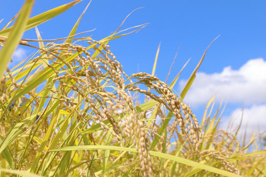 ふるさと納税で砥石？基本のしくみから、包丁研ぎ関連の返礼品までご紹介